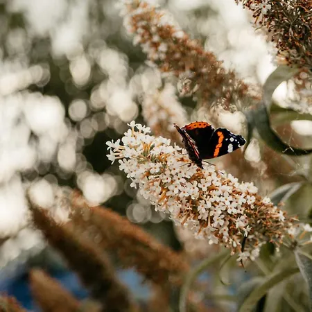 Holiday home Purple Papillon Heuvelland