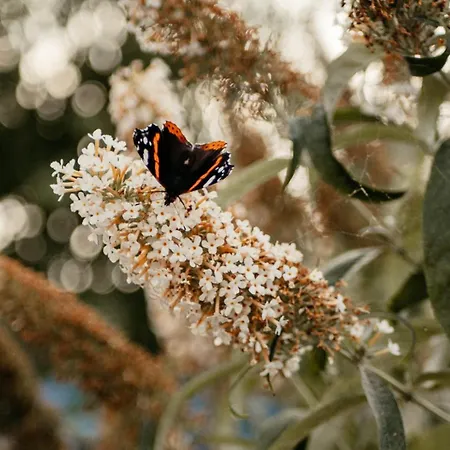 Purple Papillon